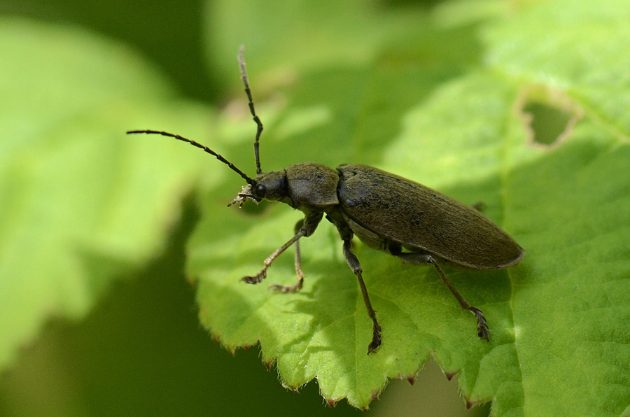 Dascillus cervinus attaccato da acari